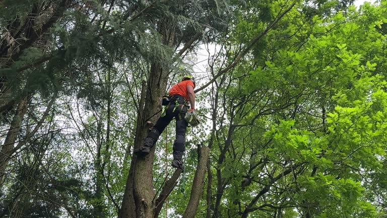 Best Lot and Land Clearing  in Levittown, PA